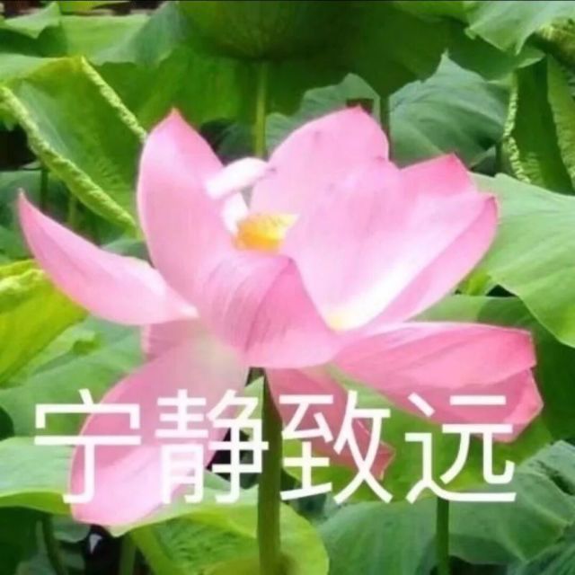 菠萝老师